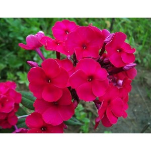 Флокс Phlox Nadia